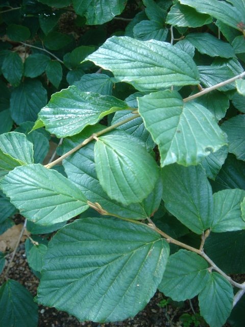 Hamamelis japonica